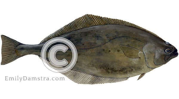 Atlantic halibut illustration Hippoglossus