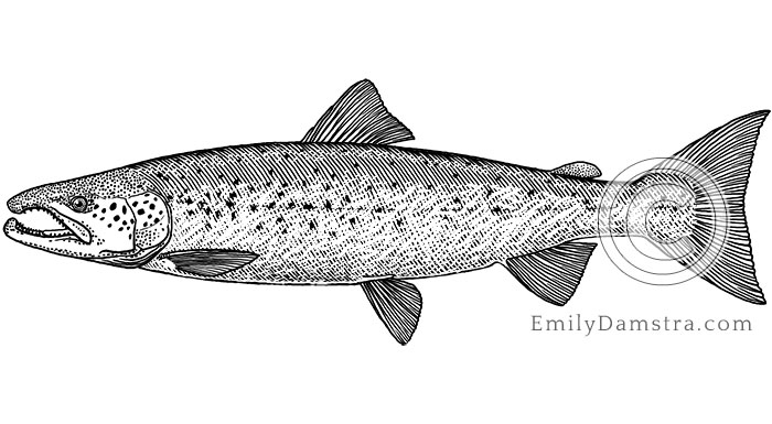 Atlantic salmon illustration Salmo salar