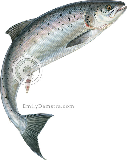 leaping Atlantic salmon Salmo salar