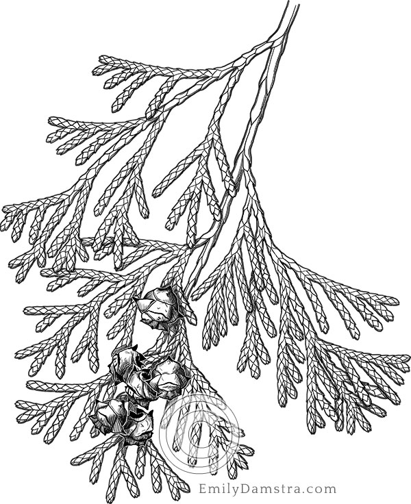 Atlantic white cedar illustration Chamaecyparis thyoides