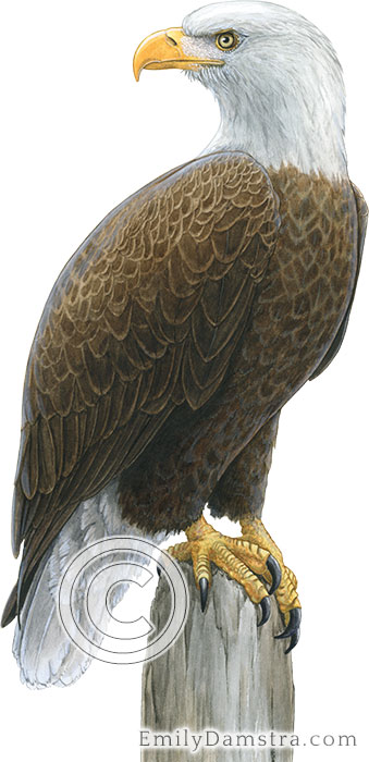 Bald eagle illustration Haliaeetus leucocephalus