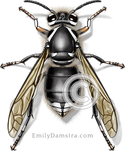 Bald-faced hornet illustration Dolichovespula maculata