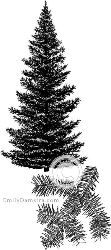 Balsam fir illustration Abies balsamea