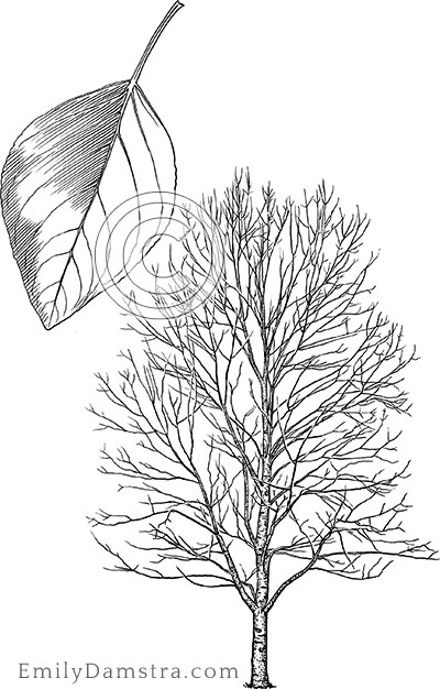Balsam poplar illustration Populus balsamifera