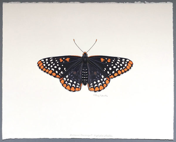 Baltimore checkerspot original painting - Image 2