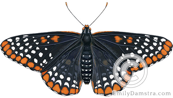 Baltimore checkerspot illustration Euphydras phaeton