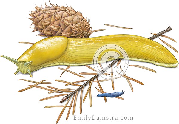 Banana slug, Blue-grey tail dropper illustration