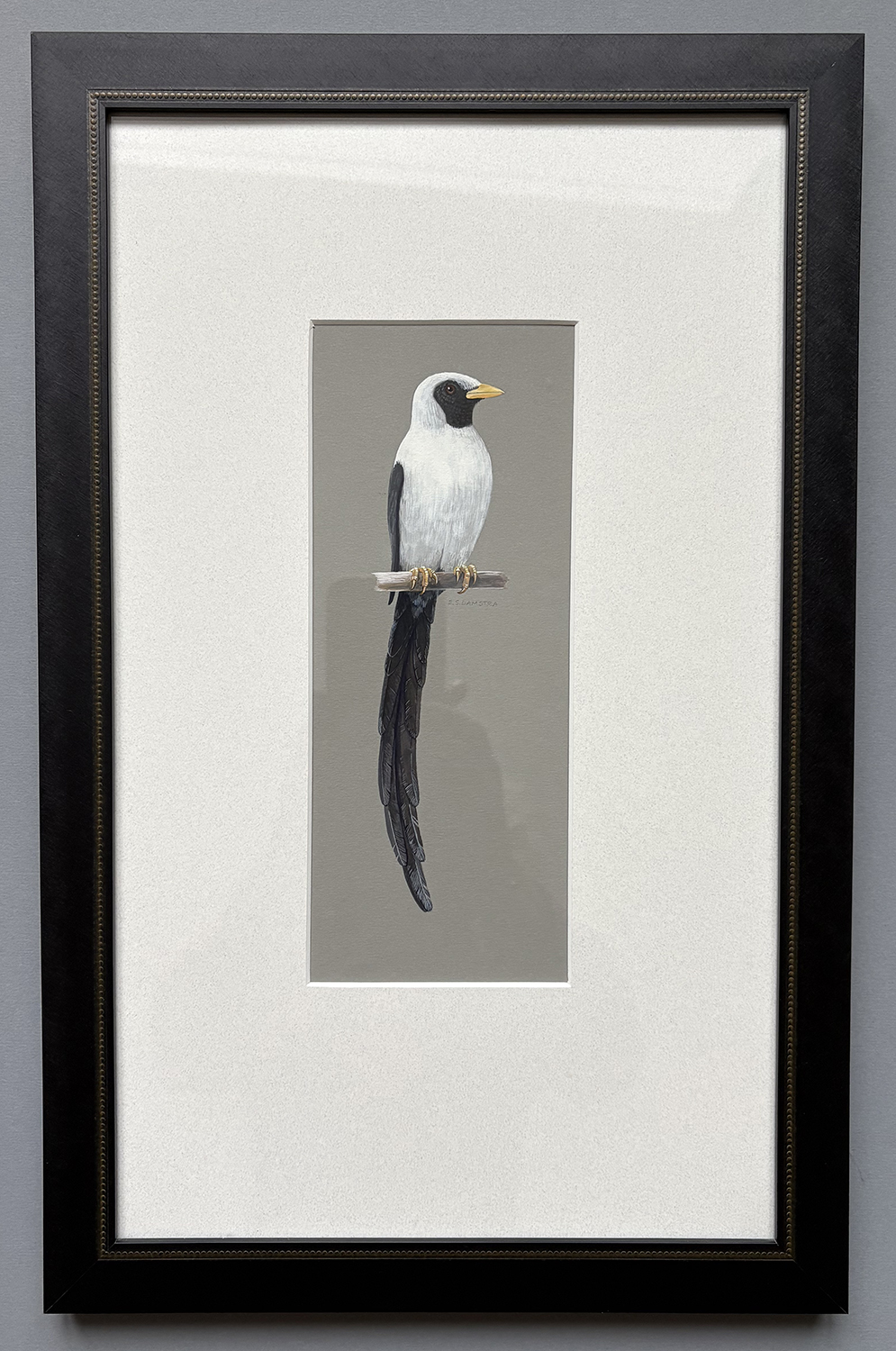 Bare-eyed myna original artwork 2 Bare-eyed myna original artwork in frame