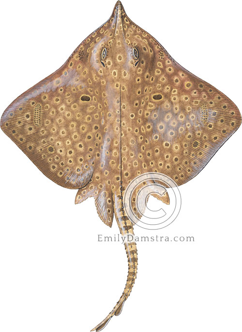 Barn-door skate illustration Dipturus laevis