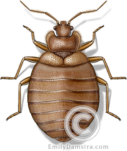 Bed bug illustration Cimex lectularius