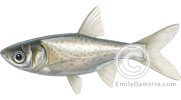 Bighead carp juvenile illustration Hypophthalmichthys nobilis
