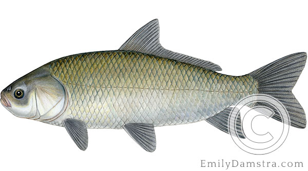 Bigmouth buffalo Ictiobus cyprinellus illustration