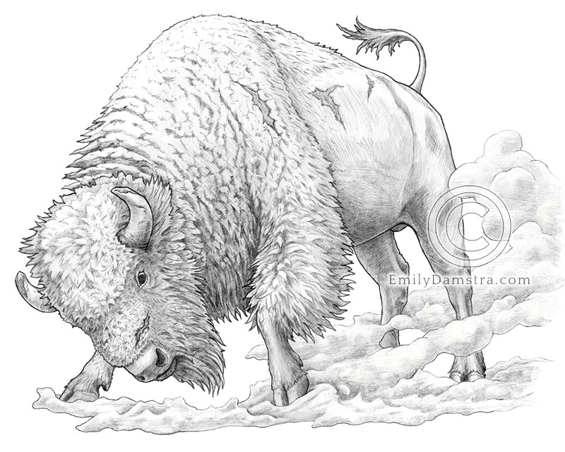 Grayscale drawing of a Bison bull, pawing at the ground, raising a dust cloud