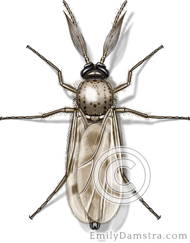 Biting midge illustration Culicoides sp.