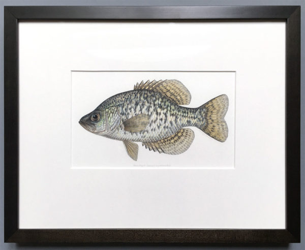 Black crappie original artwork