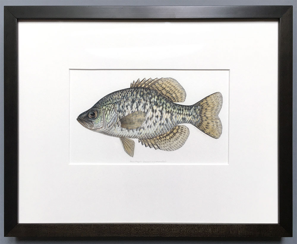 Black crappie original artwork - Emily S. Damstra