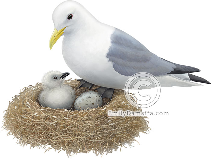 Detailed color Illustration of a Black-legged Kittiwake adult on nest, perched on the edge of its nest, with a young kittiwake and an egg inside the nest