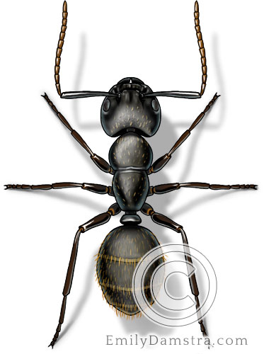 Black carpenter ant illustration Camponotus pennsylvanicus worker