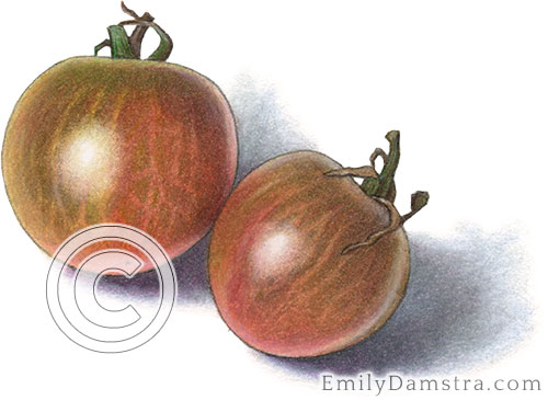 Black cherry heirloom tomatoes illustration