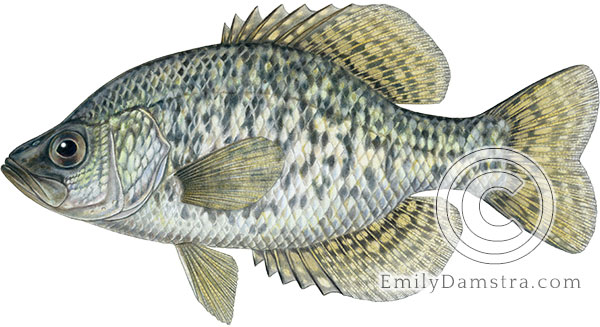 Black crappie illustration Pomoxis nigromaculatus