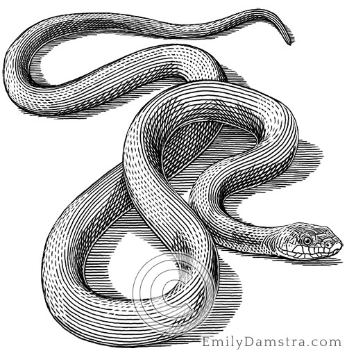 Black rat snake illustration Elaphe obsoleta