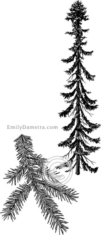 Black spruce illustration Picea mariana