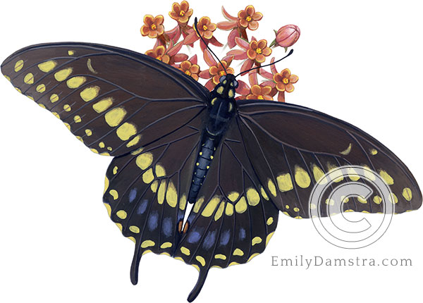 Black swallowtail on Butterfly weed illustration Papilio polyxenes on Asclepias tuberosa