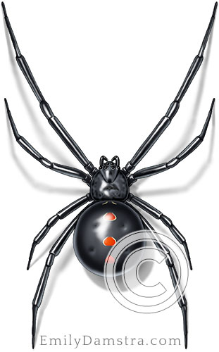 black widow spider illustration Latrodectus variolus
