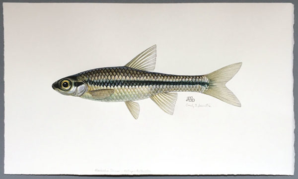 blackchin shiner original fish art