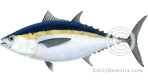 Blackfin tuna illustration Thunnus atlanticus