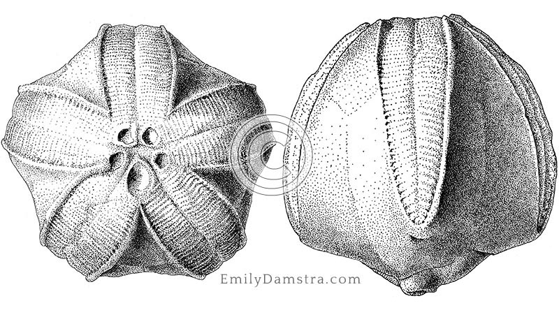 Mississippian blastoid illustration pentremites