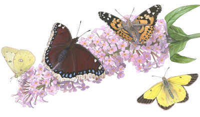 butterfly bush original artwork