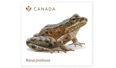 frog stamp
