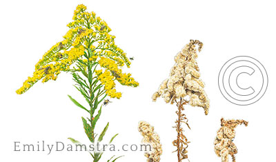 blog goldenrod