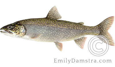 lake trout sign illustration