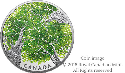 blog maple canopy2018summer