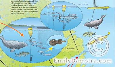 blog tracking smolt