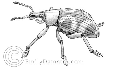 blog weevil Damstra