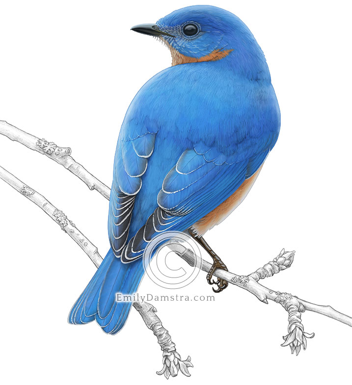 Illustration of an Eastern bluebird male perched on an apple tree twig