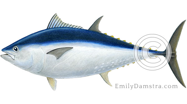 Bluefin tuna illustration Thunnus thynnus