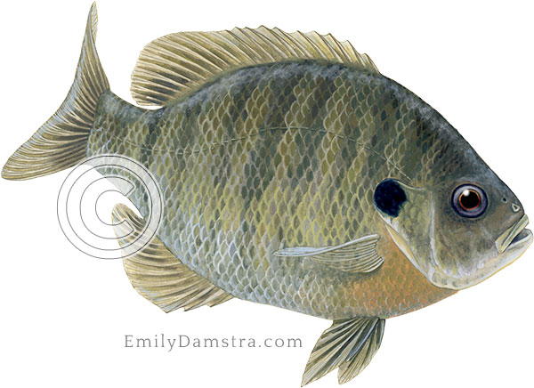 Bluegill sunfish Lepomis macrochirus illustration