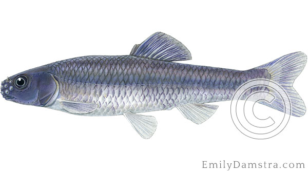 Bluntnose minnow Pimephales notatus illustration