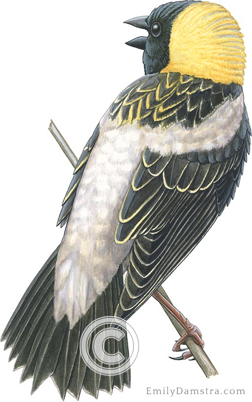 bobolink Dolichonyx oryzivorus illustration male singing