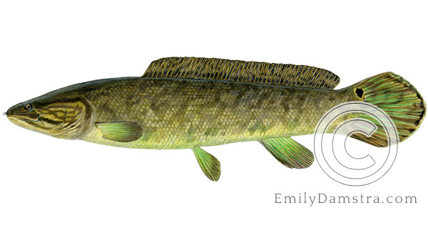 bowfin amia calva illustration