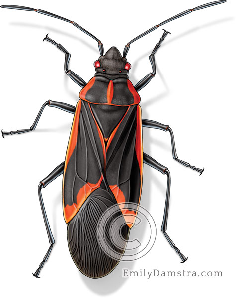 Box elder bug illustration Boisea trivittata