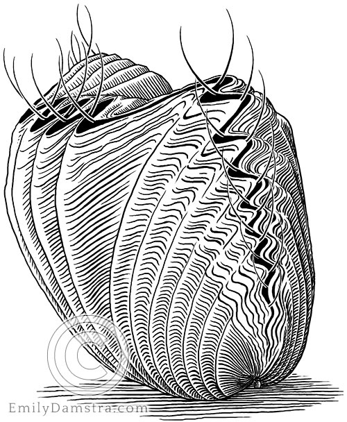 Ordovician brachiopod illustration Rhynchotrema