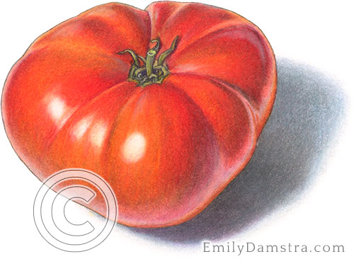 Brandywine tomato illustration