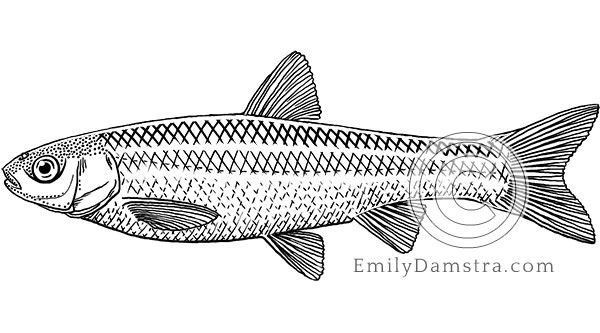 Brassy minnow illustration Hybognathus hankinsoni