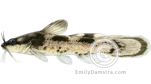 Brindled madtom illustration Noturus miurus