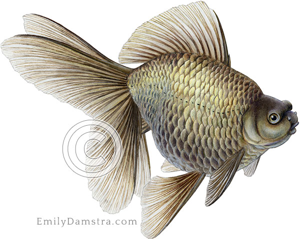 Bronze fantail goldfish illustration